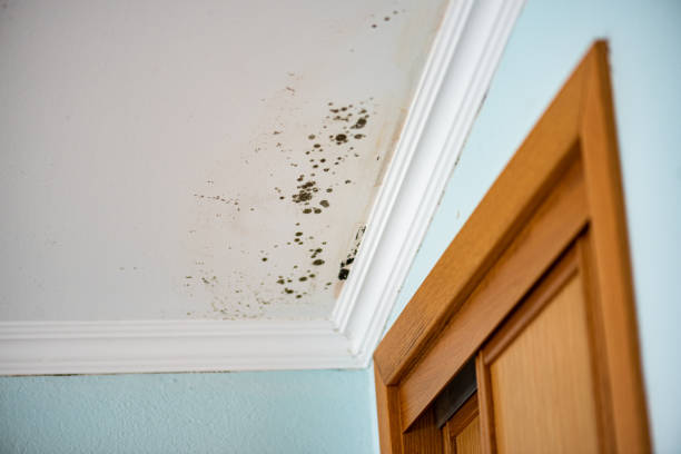 Best Residential Mold Removal  in Vernon, WI