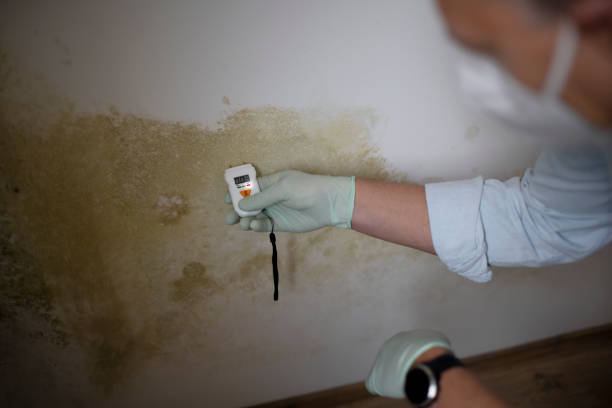 Crawl Space Mold Removal in Vernon, WI