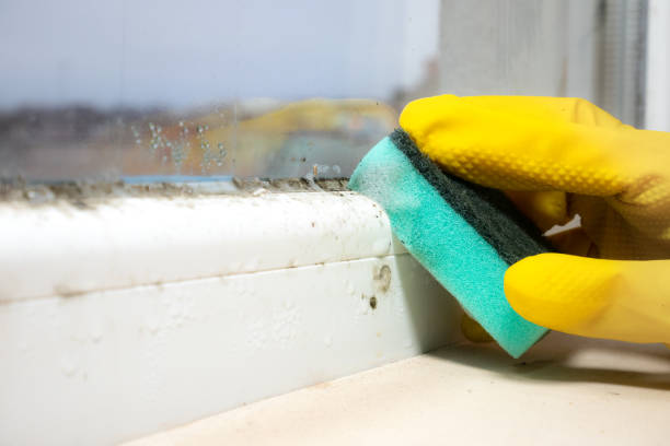 Best Mold Remediation  in Vernon, WI