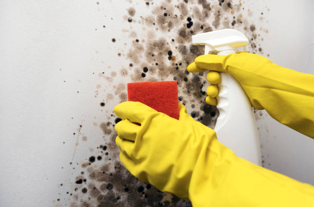 Best Toxic Mold Removal  in Vernon, WI