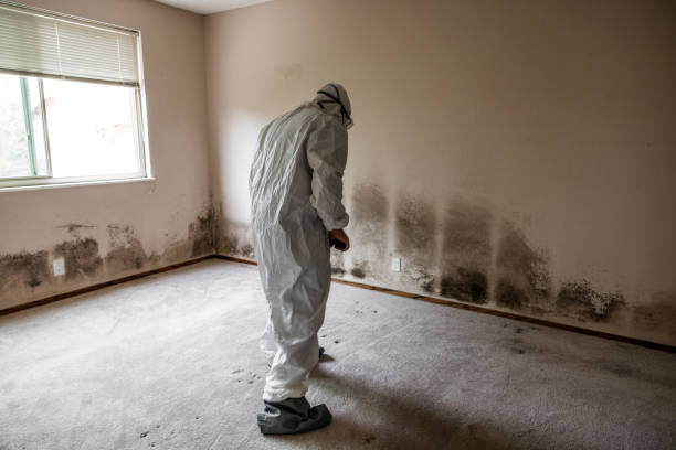 Best Emergency Mold Removal  in Vernon, WI